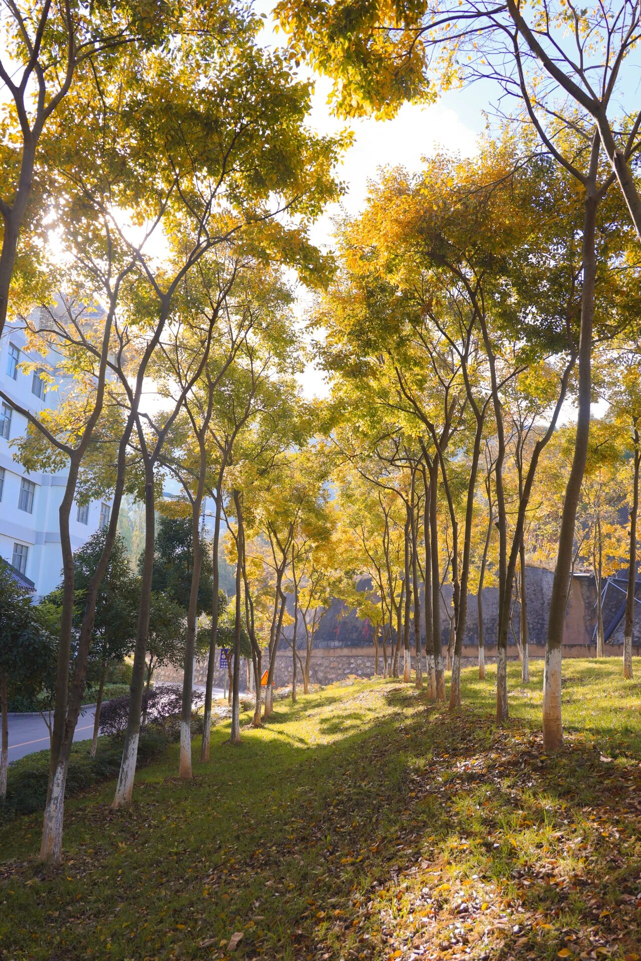 1765855167862080456.jpg f4d932077d36a97342ab1fa848186c28.jpg