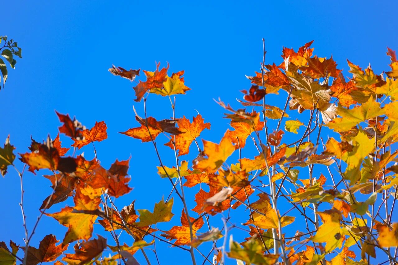 1765855215610093944.jpg 0f22f78572b873b4e5e18580b17a2a79.jpg